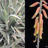 Aloe eumassawana infl.JLDSC0604b.jpg